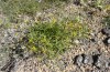 Eublemma parva: Larval habitat with Inula montana (Sierra de Albarracin, Teruel, Central Spain, late July 2017) [N]