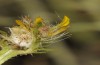 Eublemma parva: Young larva, flower partly opened (Sierra de Albarracin, Teruel, Central Spain, late July 2017) [M]