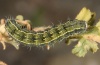 Heliothis peltigera: Larva (Fuerteventura, February 2011) [M]