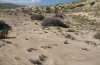 Heliothis peltigera: Habitat (many larval records) in Fuerteventura (February 2011) [N]