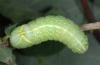 Amphipyra perflua: Larva (Iller, May 2010) [S]