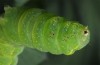 Amphipyra perflua: Larva (S-Germany, river Iller near Memmingen, May 2015) [M]