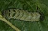 Melanchra persicariae: Larva (Memmingen, Southern Germany) [M]