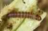 Hydraecia petasitis: Half-grown larva (Aichstetten) [S]