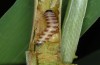 Arenostola phragmitidis: Larva (stem opened, NE-Germany, late May 2013) [M]