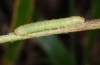 Mesapamea pinkeri: Larva (La Gomera, El Cedro, February 2013) [M]