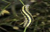 Calophasia platyptera: Larva (Spain, Gran Canaria, Telde, early January 2019) [S]