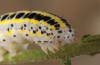 Calophasia platyptera: Larva (e.l. rearing, Central Spain, Albarracin, larva in late July 2017) [S]