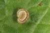 Hada plebeja: Young larva (e.o. Schwäbisch Gmünd, Germany, 2012)