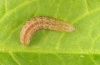 Hada plebeja: Young larva (e.o. Schwäbisch Gmünd, Germany, 2012) [S]