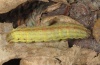 Ochropleura plecta: Larva (light form) [S]