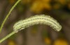 Polymixis polymita: Larva just in final instar (e.l. rearing, Greece, Peloponnese, Mount Taygetos, 960m, larvae found in mid-May 2025) [S]