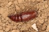 Polymixis polymita: Pupa (e.l. rearing, Greece, Peloponnese, Mount Taygetos, 960m, larvae found in mid-May 2025) [S]