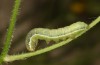 Polymixis polymita: Half-grown larva (Greece, Peloponnese, Mount Taygetos, 960m, larvae found in mid-May 2025) [M]