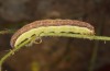 Polymixis polymita: Larva (e.l. rearing, Greece, Peloponnese, Mount Taygetos, 960m, larvae found in May 2022) [S]