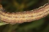Polymixis polymita: Larva (e.l. rearing, Greece, Peloponnese, Mount Taygetos, 960m, larvae found in May 2022) [S]