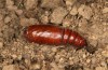 Polymixis polymita: Pupa (e.l. rearing, Greece, Peloponnese, Mount Taygetos, 960m, larvae found in mid-May 2025) [S]