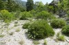 Polymixis polymita: Habitat (Greece, Peloponnese, Mount Taygetos, 960m, May 2022) [N]