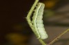 Polymixis polymita: Half-grown larva (Greece, Peloponnese, Mount Taygetos, 960m, larvae found in mid-May 2025) [M]