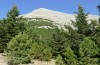 Polymixis polymita: Habitat on Mount Taygetos (S-Greece) are the woodlands in medium-high altitudes (late July 2019) [N]