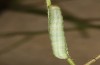 Polymixis polymita: Half-grown larva (Greece, Peloponnese, Mount Taygetos, 960m, larvae found in mid-May 2025) [M]