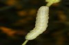 Polymixis polymita: Half-grown larva (Greece, Peloponnese, Mount Taygetos, 960m, larvae found in May 2022) [M]