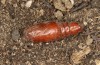 Polymixis polymita: Pupa (e.l. rearing, Greece, Peloponnese, Mount Taygetos, 960m, larvae found in mid-May 2025) [S]