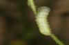 Polymixis polymita: Half-grown larva (Greece, Peloponnese, Mount Taygetos, 960m, larvae found in mid-May 2025) [M]