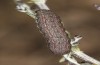 Saragossa porosa: Half-grown larva in the penultimate instar (e.l. rearing, Hungary, Kunpeszer, young larva in late July 2020) [S]