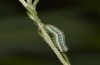 Saragossa porosa: Young larva (Hungary, Kunpeszer, late July 2020) [M]
