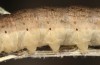 Saragossa porosa: Larva (e.l. rearing, Hungary, Kunpeszer, young larva in late July 2020) [S]