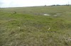 Saragossa porosa: Larval habitat (Hungary, Kunpeszer, late July 2020) [N]