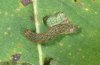 Anaplectoides prasinanus: Young larva (Memmingen, September 2010) [M]