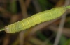 Noctua pronuba: Half-grown larva (Swabian Alb) [S]