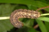 Noctua pronuba: Larva (Madeira, March 2013) [M]