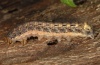 Noctua pronuba: Larva (Madeira, March 2013) [S]