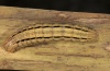 Mythimna pudorina: Larva in penultimate instar (e.l. Upper Rhine 2011) [S]