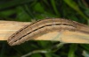 Mythimna pudorina: Larva (eastern Swabian Alb, Southern Germany 2010) [S]