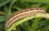 Mythimna pudorina: Larva (eastern Swabian Alb, Southern Germany 2010) [S]
