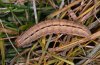 Mythimna pudorina: Larva (e.l. Memmingen 2008) [S]