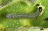 Atypha pulmonaris: Young larva (Memmingen, Southern Germany) [M]
