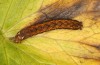 Paradiarsia punicea: Halbwüchsige Raupe im vorletzten Stadium vor der Überwinterung (Allgäu, östlicher Kempter Wald, 11.10.2020) [M]