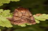 Paradiarsia punicea: Weibchen (e.l. Allgäu, Kempter Wald 2021) [S]