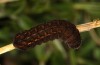 Paradiarsia punicea: Larva in the last instar (e.l. rearing, S-Germany, Allgäu, Kempter Wald, larva in October 2020) [S]