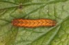 Paradiarsia punicea: Half-grown larva in the penultimate instar prior to hibernation (S-Germany, Allgäu, eastern Kempter Wald, 11.10.2020) [M]