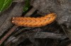 Paradiarsia punicea: Half-grown larva in the penultimate instar (SW-Germany, Isny, early November 2021) [M]