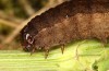 Paradiarsia punicea: Raupe im letzten Stadium (e.l. Allgäu, Kempter Wald, Raupe im Oktober 2020) [S]