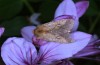 Pyrrhia purpura: Female resting on a Dictamus flower during daytime (N-Greece, Edessa, 31. May 2019) [N]