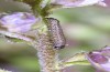 Pyrrhia purpura: Young larva (N-Greece, Edessa, early June 2019) [M]