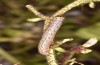 Pyrrhia purpura: Larva (N-Greece, Edessa, early June 2019) [S]